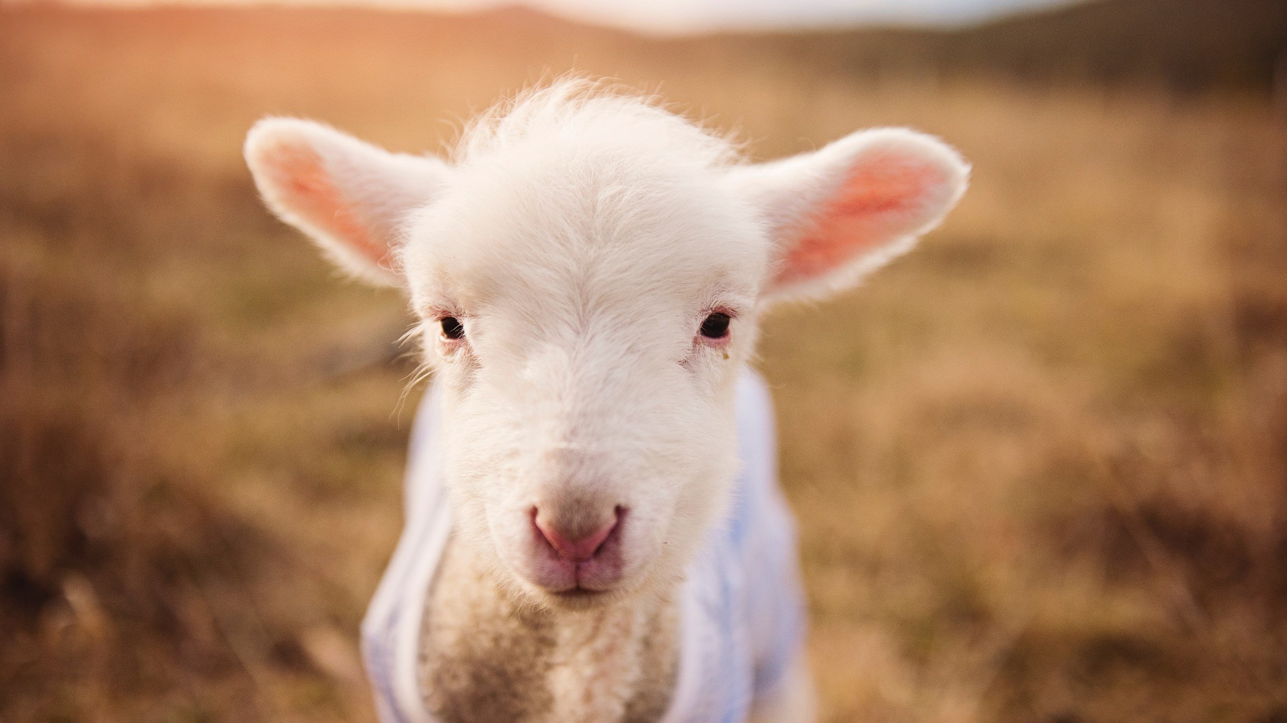 绝境重生!拉梅洛·鲍尔加冕关键先生,活塞史诗逆转鹈鹕