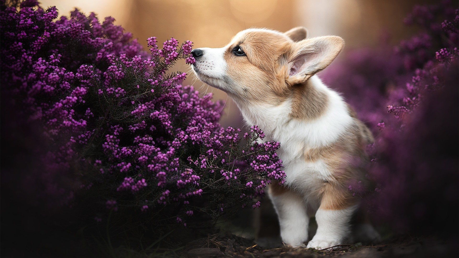 绝境突围与王者接管，从浙江到麦迪逊，关键战的永恒法则