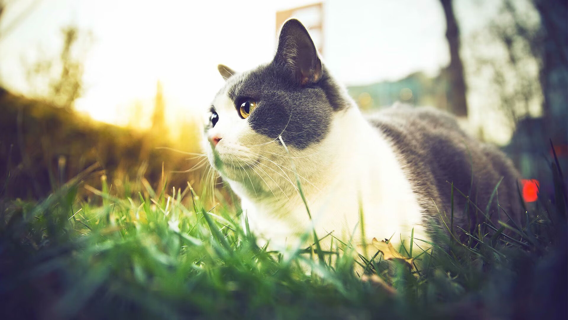 约基奇如棋手般运筹帷幄,76人全面压制雄鹿