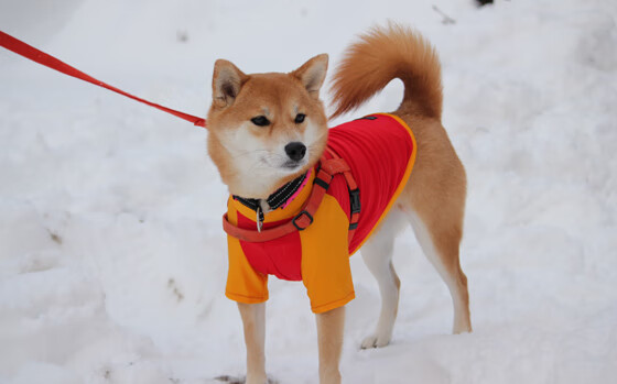 圣城夜,恩比德以征服者姿态赢下奥运周期关键战