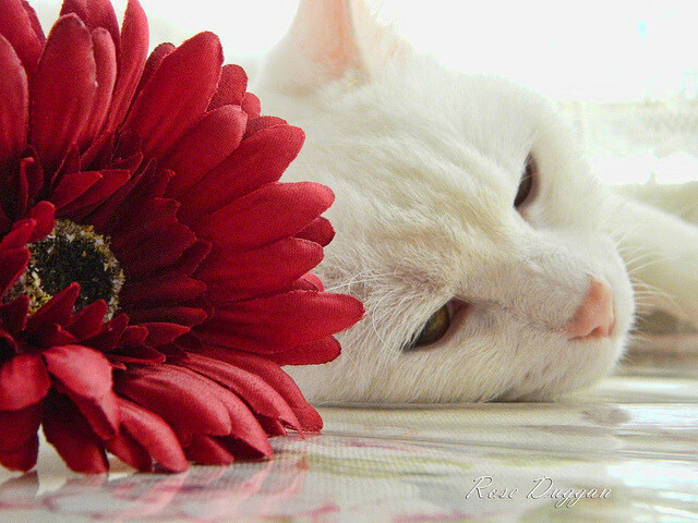 32岁的刀锋依然闪亮,2026世界杯之夜,孙兴慜以灵魂统治全场