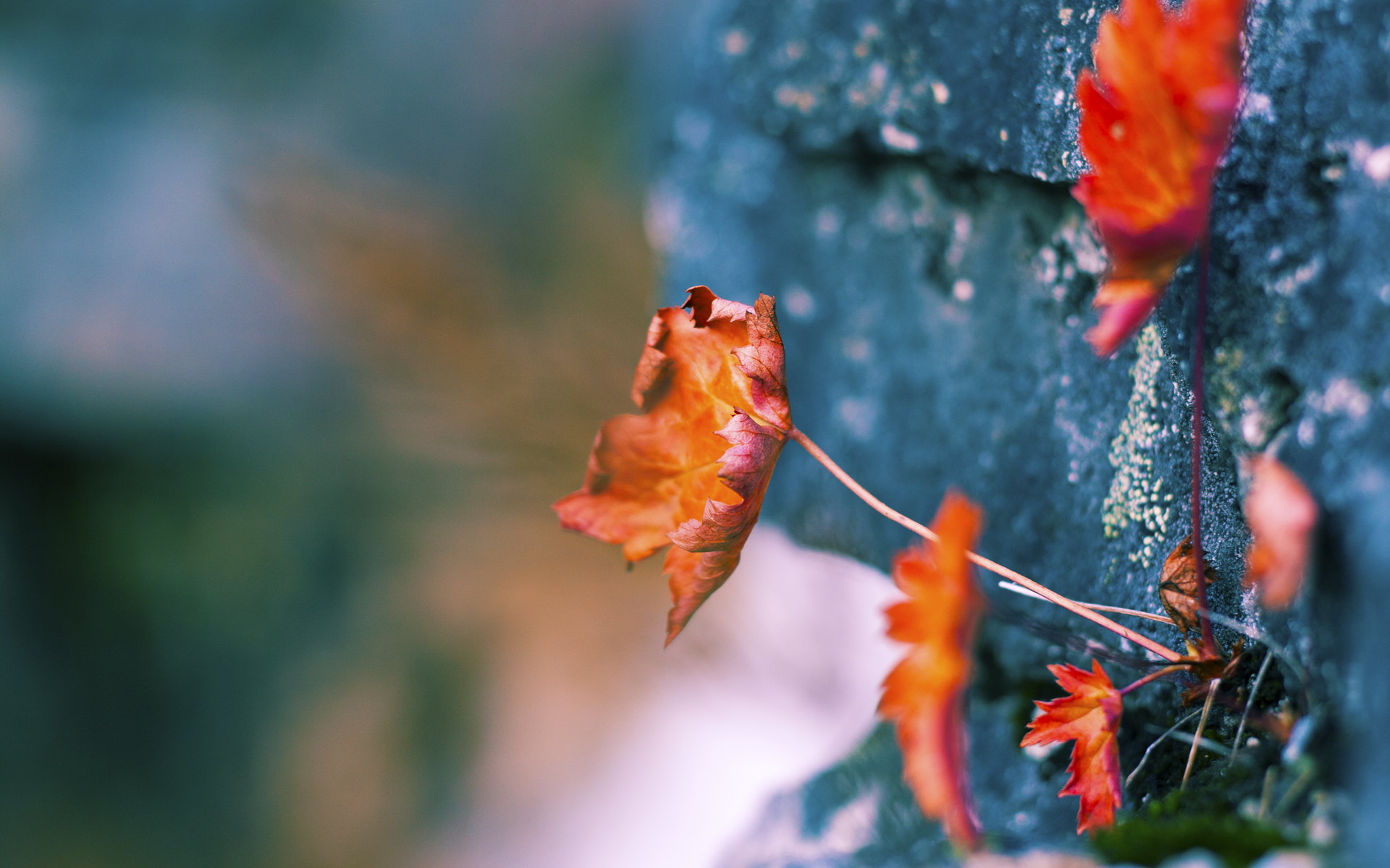 单节狂轰38分!深圳男篮热身赛掀翻开拓者,马克西独砍30分难救主